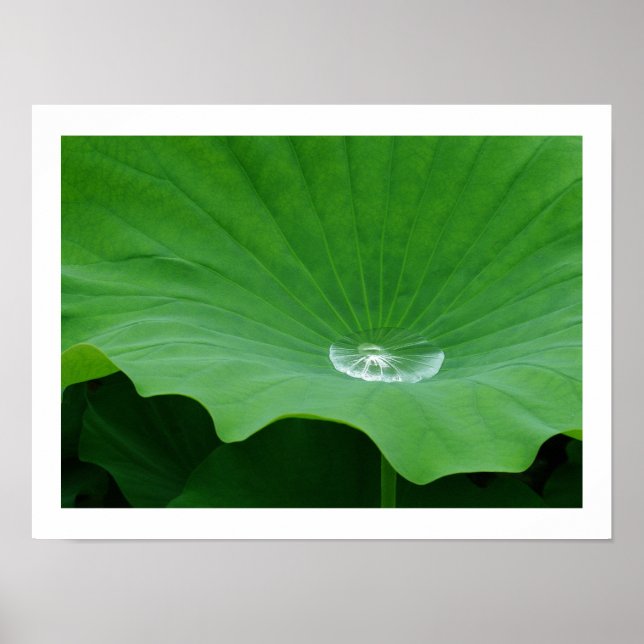 Affiche Eau pluviale sur une feuille de lotus : Japon (Devant)