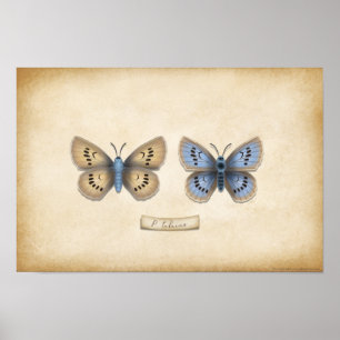 Affiche Écarce Grand Papillon Bleu Specimen Naturaliste