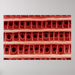 Affiche Echelle de papillon - échelle d'aile