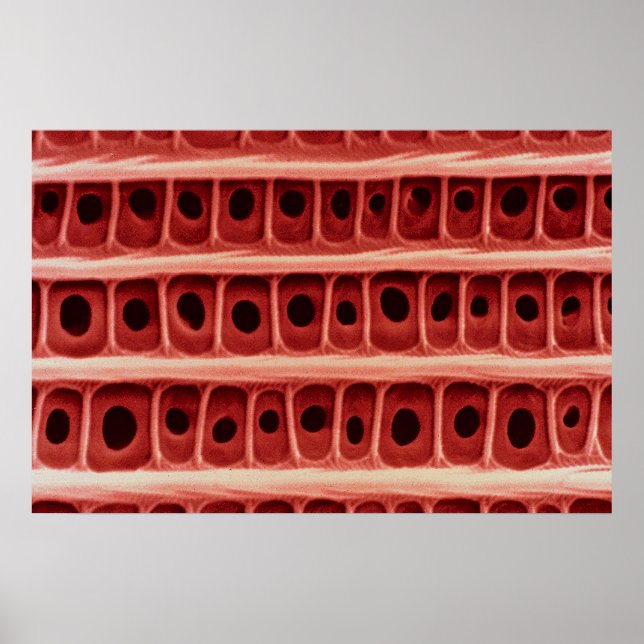 Affiche Echelle de papillon - échelle d'aile (Devant)