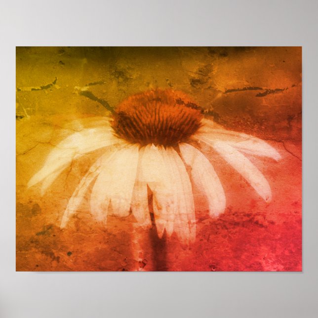 Affiche Echinacea Conflower Daisy Abstrait Grunge (Devant)