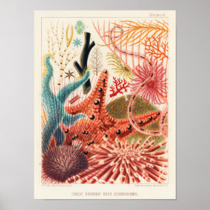 Affiche Echinodermes australiens de la Grande Barrière de 