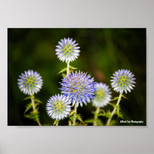 Affiche Echinops Sphaerocephalus, Chardon globulaire gland