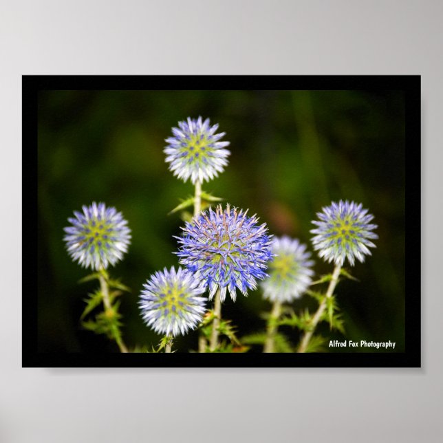 Affiche Echinops Sphaerocephalus, Chardon globulaire gland (Devant)