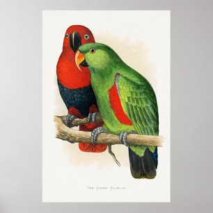 Affiche Eclectus de Nouvelle-Guinée, perroquets,
