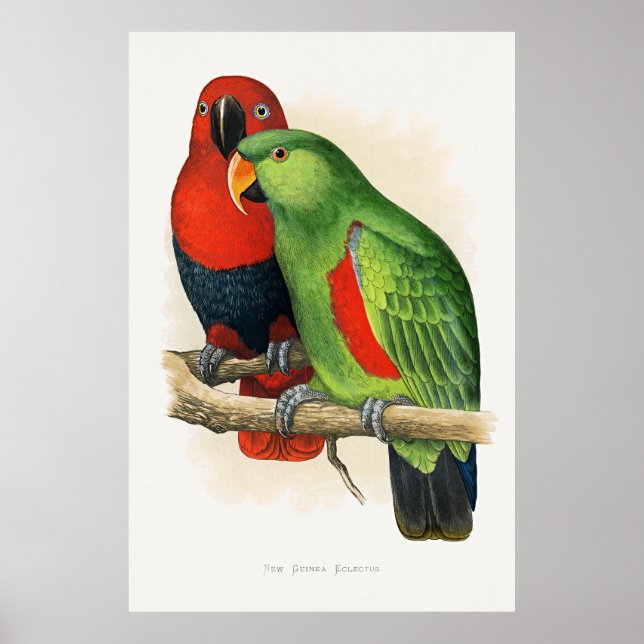 Affiche Eclectus de Nouvelle-Guinée, perroquets, (Devant)