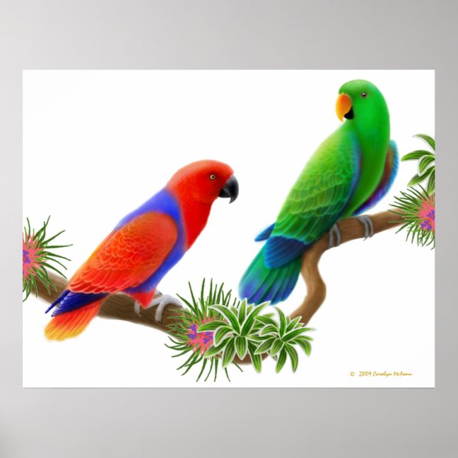Affiche Eclectus Perroquets & Bromeliads Imprimer (Devant)
