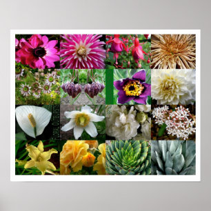 Affiche Éclosions florales