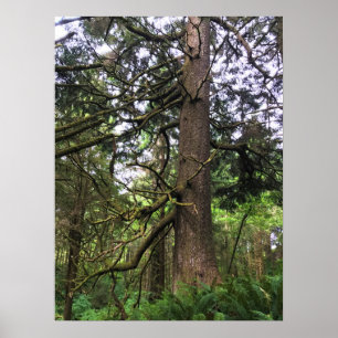 Affiche Ecola State Park, Cannon Beach, Oregon
