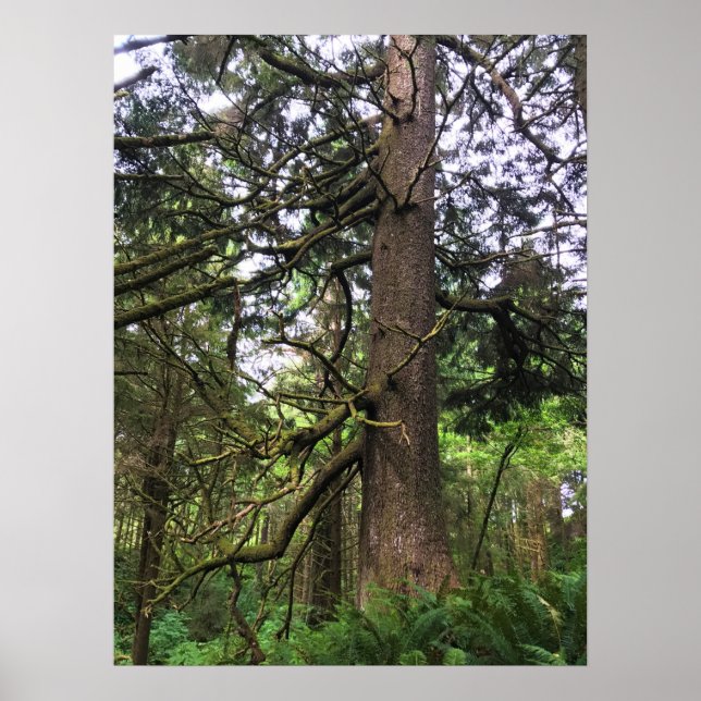 Affiche Ecola State Park, Cannon Beach, Oregon (Devant)