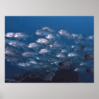 Affiche École de Jacks