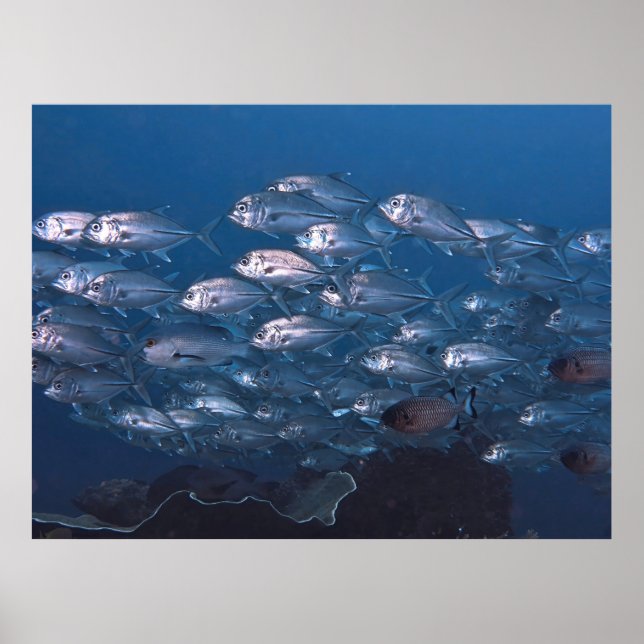 Affiche École de Jacks (Devant)