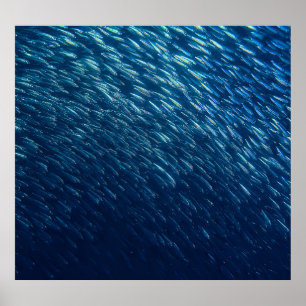 Affiche École de poisson sous-marin Abstrait