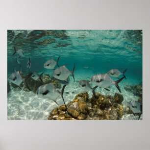 Affiche École de poissons permis