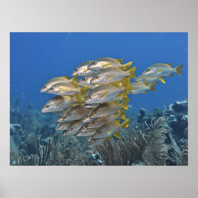 Affiche École Snapper (Devant)