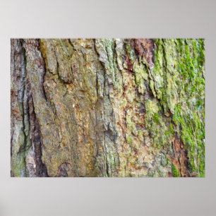 Affiche Écorce d'arbre couverte de mousse