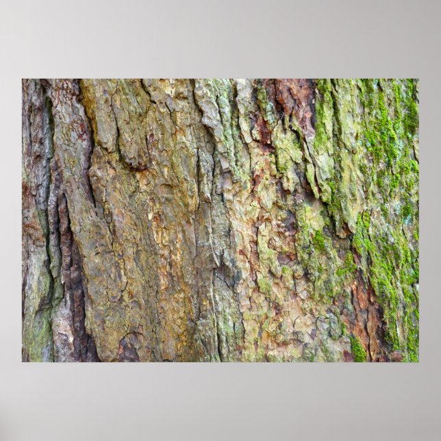 Affiche Écorce d'arbre couverte de mousse (Devant)