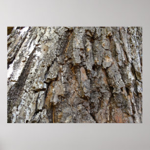 Affiche Écorce d'arbre IV Nature Abstraite