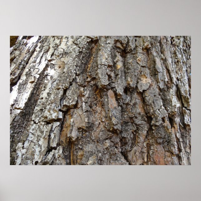 Affiche Écorce d'arbre IV Nature Abstraite (Devant)