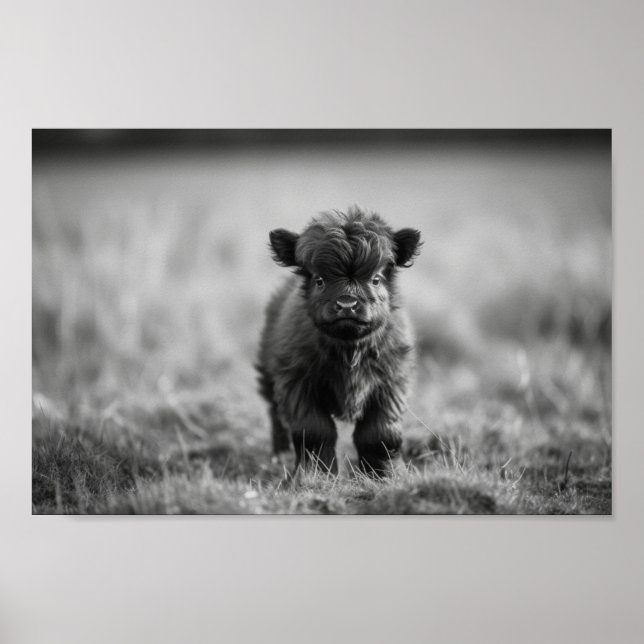 Affiche Écossaise Highland Calf Baby Cow (Devant)