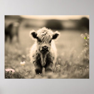 Affiche Écossaise Highland Calf Baby Cow Miniature Sepia