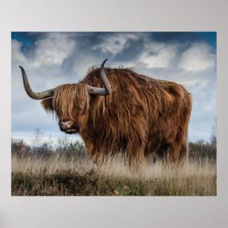 Affiche Ecosse Highland longhair