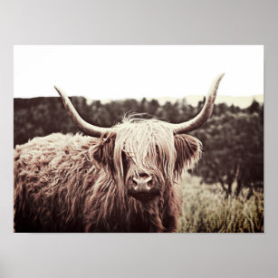 Affiche Écosse Highland Longhorn Long Haired Cow