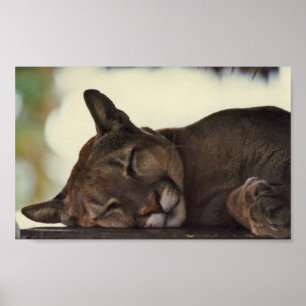 Affiche Écran Coussin Dormant