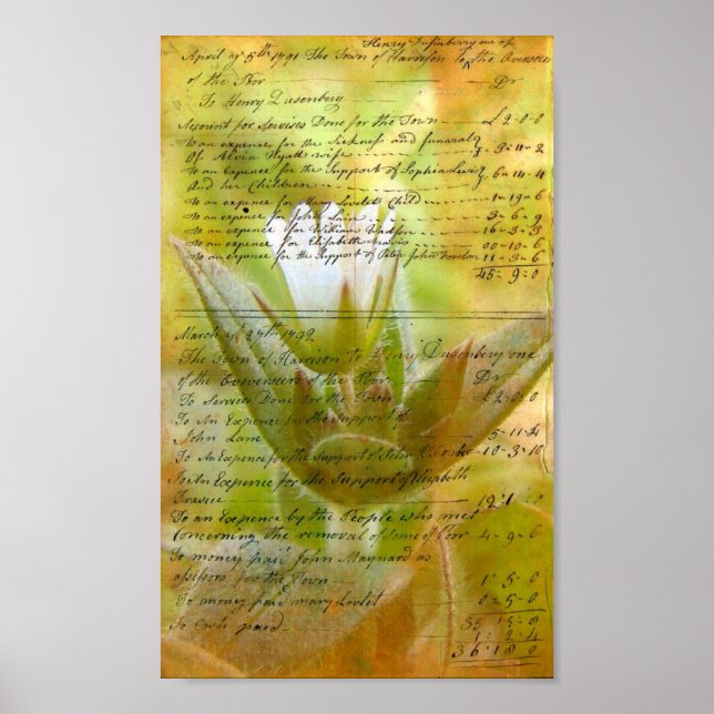 Affiche Écriture Vintage Fleur Blanche En Floraison (Devant)