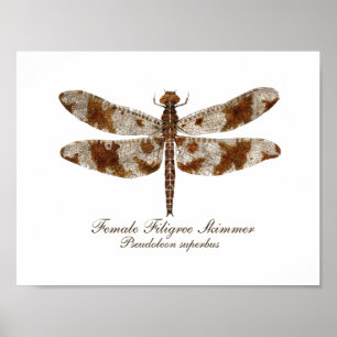 Affiche Écumoire en filigrane femelle daronfly