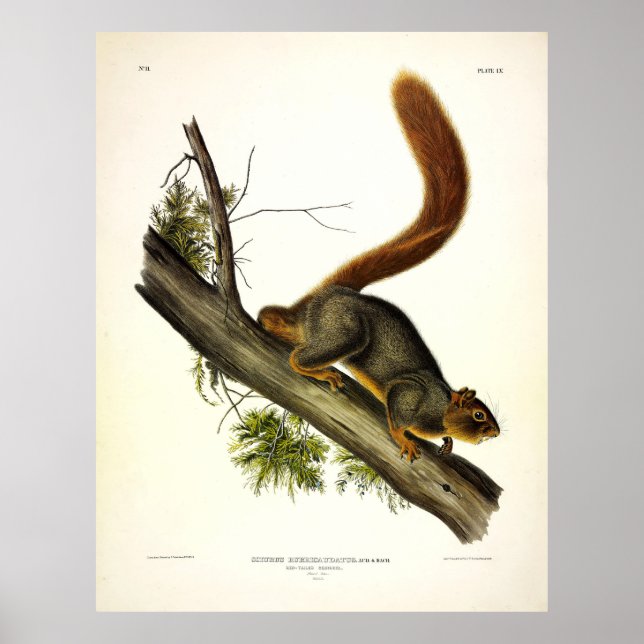 Affiche Écureuil à queue rouge (écureuil renard) par Audub (Devant)