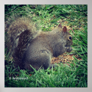 Affiche Écureuil adorable