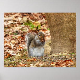 Affiche Écureuil affamé