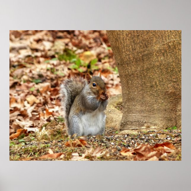 Affiche Écureuil affamé (Devant)