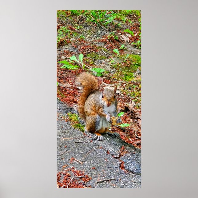 Affiche Écureuil alimentation (Devant)