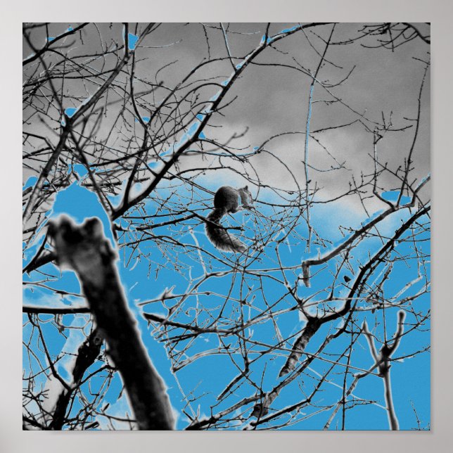 Affiche Écureuil Blizzard B+W (Devant)
