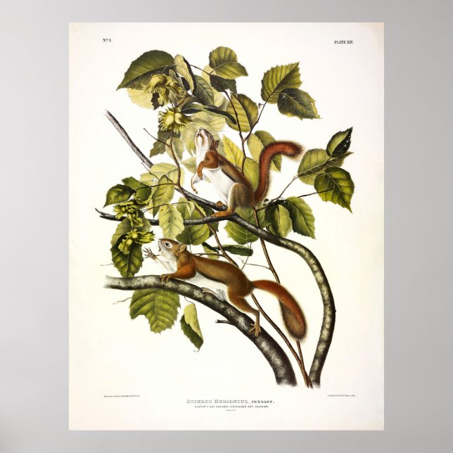 Affiche Écureuil de la baie d'Hudson (rouge chickaree) par (Devant)