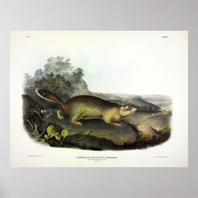Affiche Écureuil de la Marmotte de Parry ou écureuil terre (Devant)