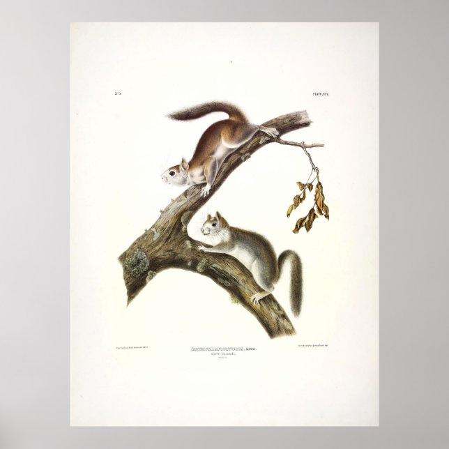 Affiche Écureuil Downy, écureuil rouge américain, par Audu (Devant)