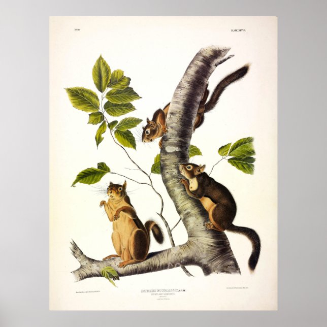 Affiche Écureuil en verre ou en pin (Pickaree) par Audubon (Devant)