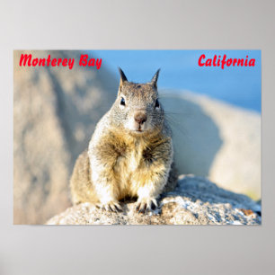 Affiche Écureuil gris, baie de Monterey, Californie