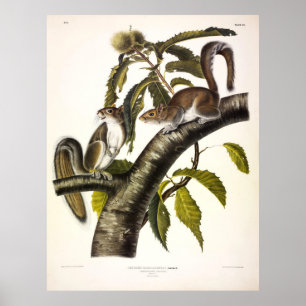 Affiche Écureuil gris de Caroline (Est) par Audubon