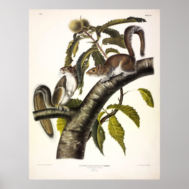 Affiche Écureuil gris de Caroline (Est) par Audubon (Devant)