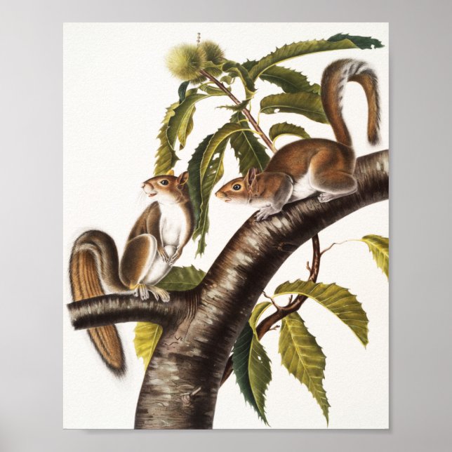 Affiche Écureuil gris de Caroline (Sciurus Carolinensis) (Devant)