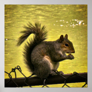 Affiche Écureuil gris de l'Est (Sciurus carolinensis) 
