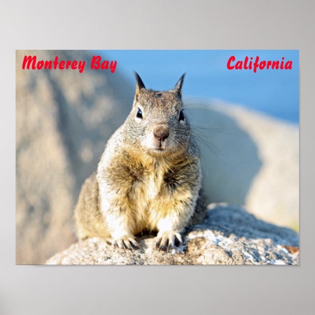 Affiche Écureuil gris, Monterey Bay, Californie (Devant)
