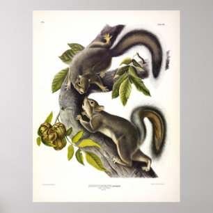 Affiche Écureuil lièvre ou écureuil gris occidental par Au
