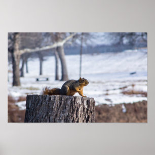 Affiche Écureuil mignon sur une souche d'arbre.