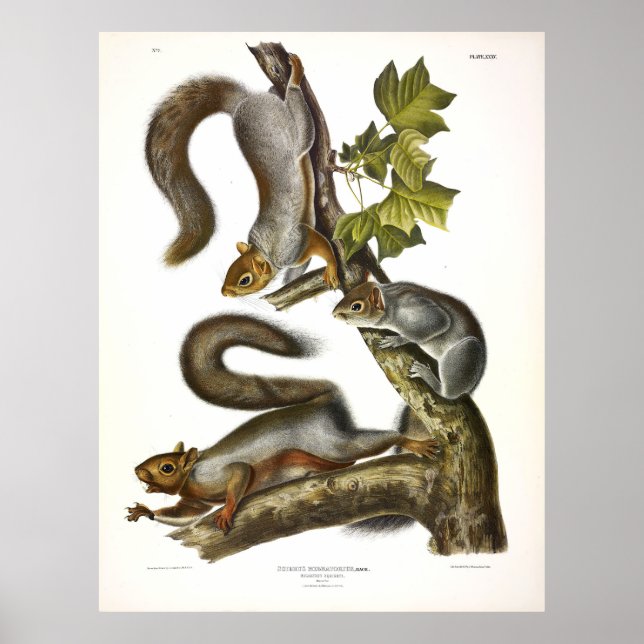 Affiche Écureuil migratoire (Gris de l'Est) par Audubon (Devant)