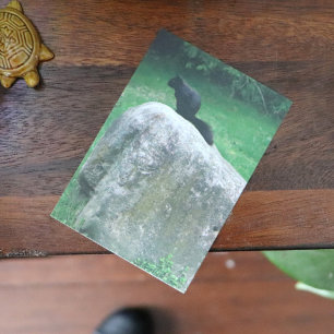 Affiche Écureuil noir mignon sur un écureuil de la nature 